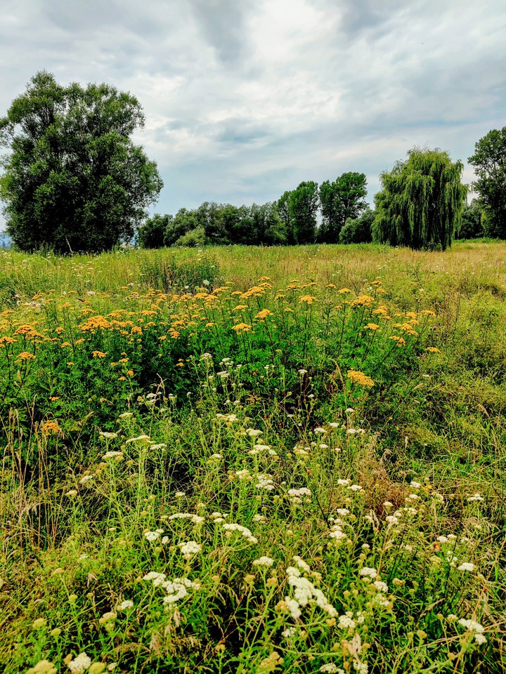Meadow 2
