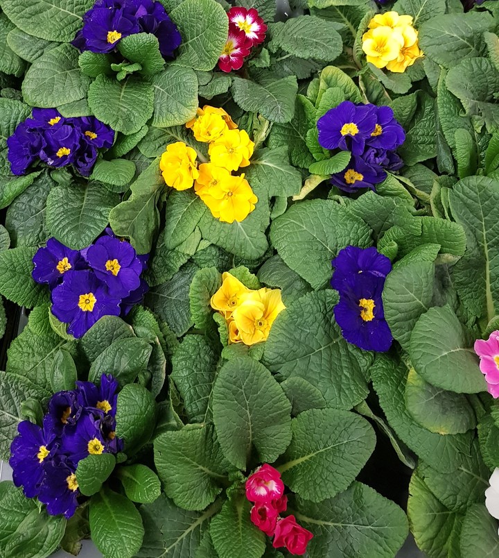 flowers