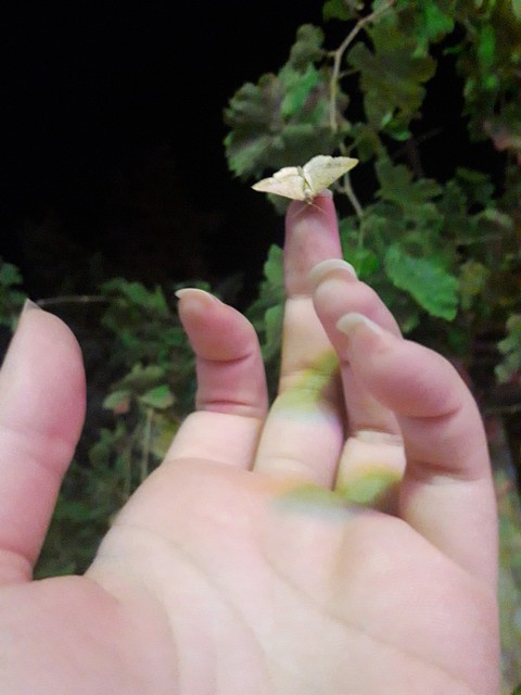 רקעים flower, leaf