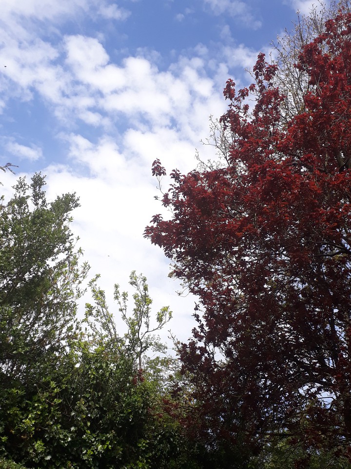nature