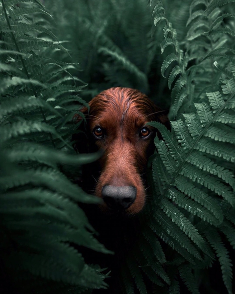 Liver, snout wallpapers