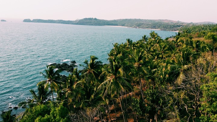 coconut tree
