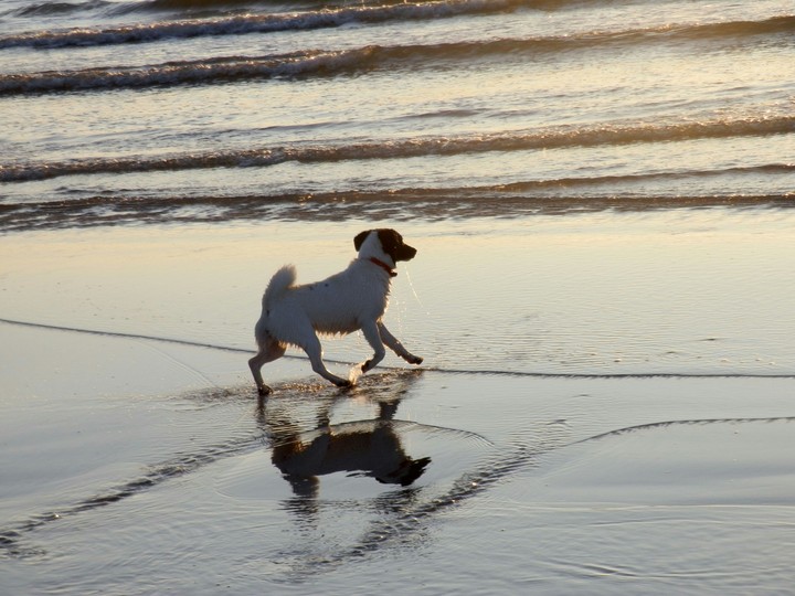 Dog