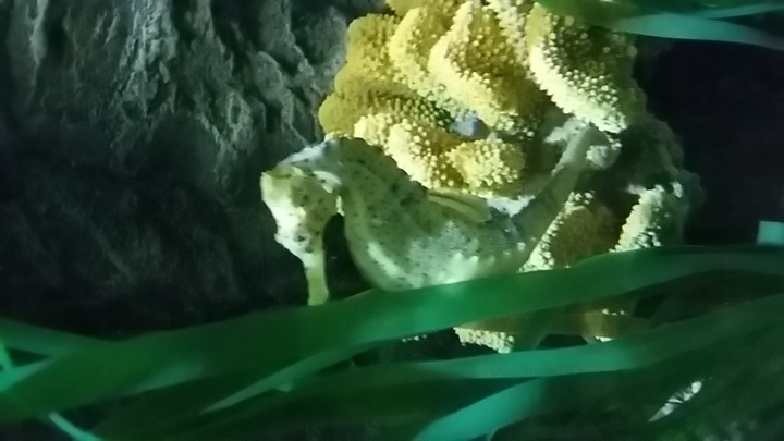 it is a fish