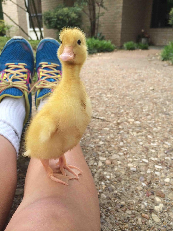 duckling