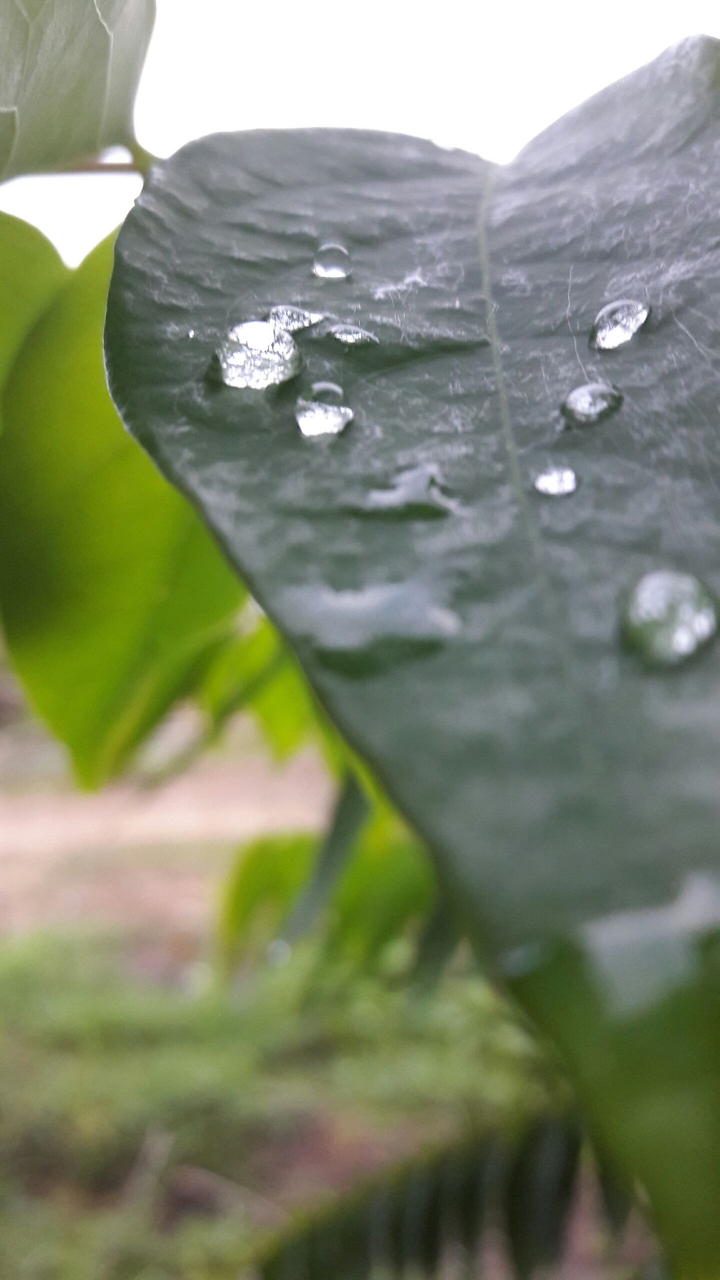 drop