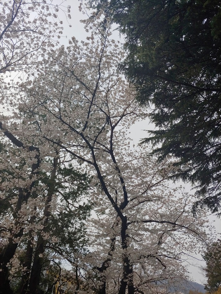 벚꽃