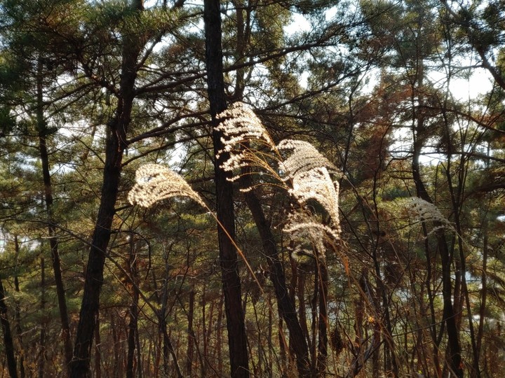 겨울산 억새