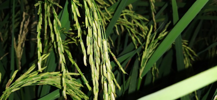 paddy field