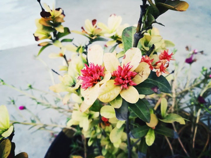 flowers