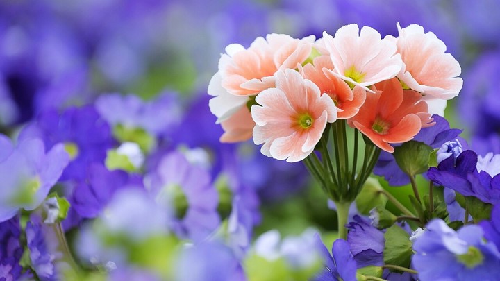 Aroma of Summer.