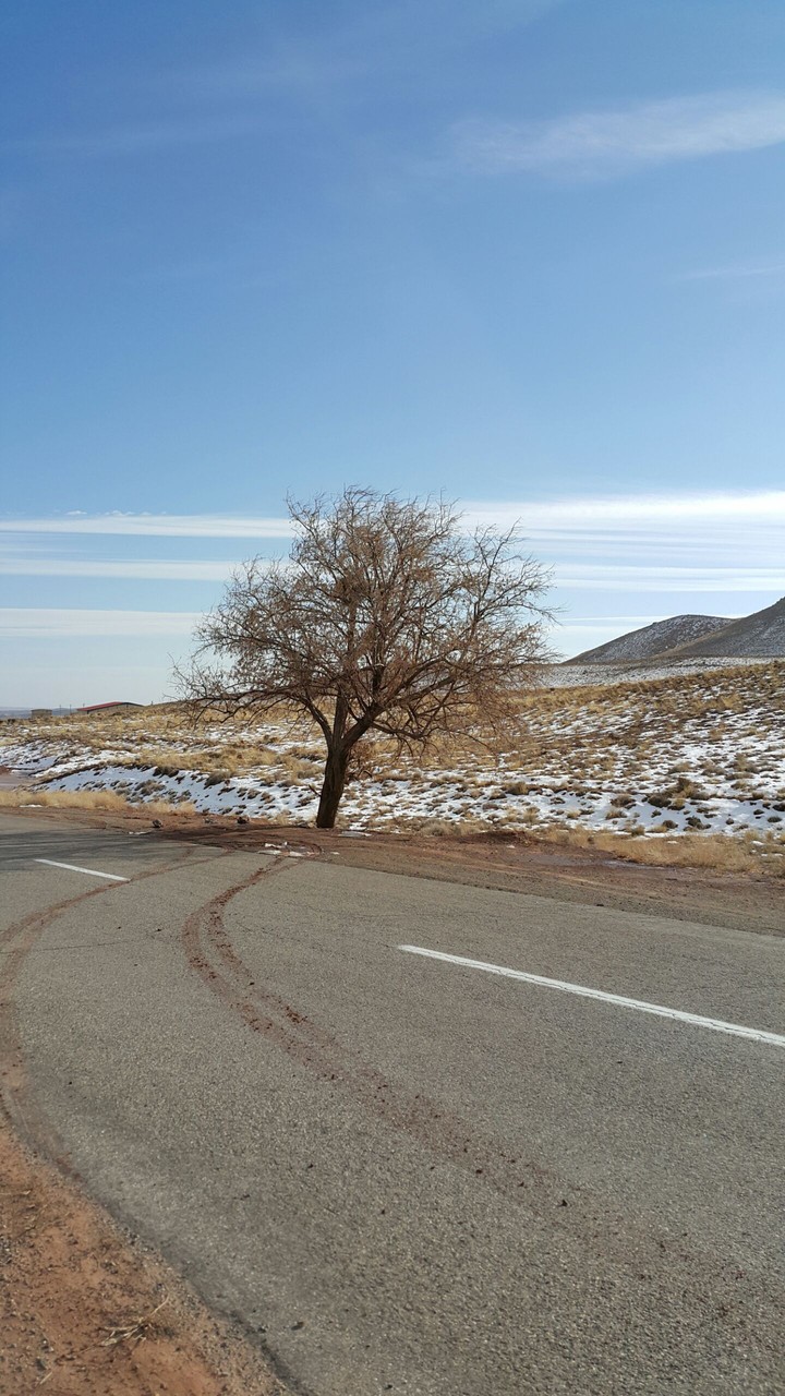 an alone tree