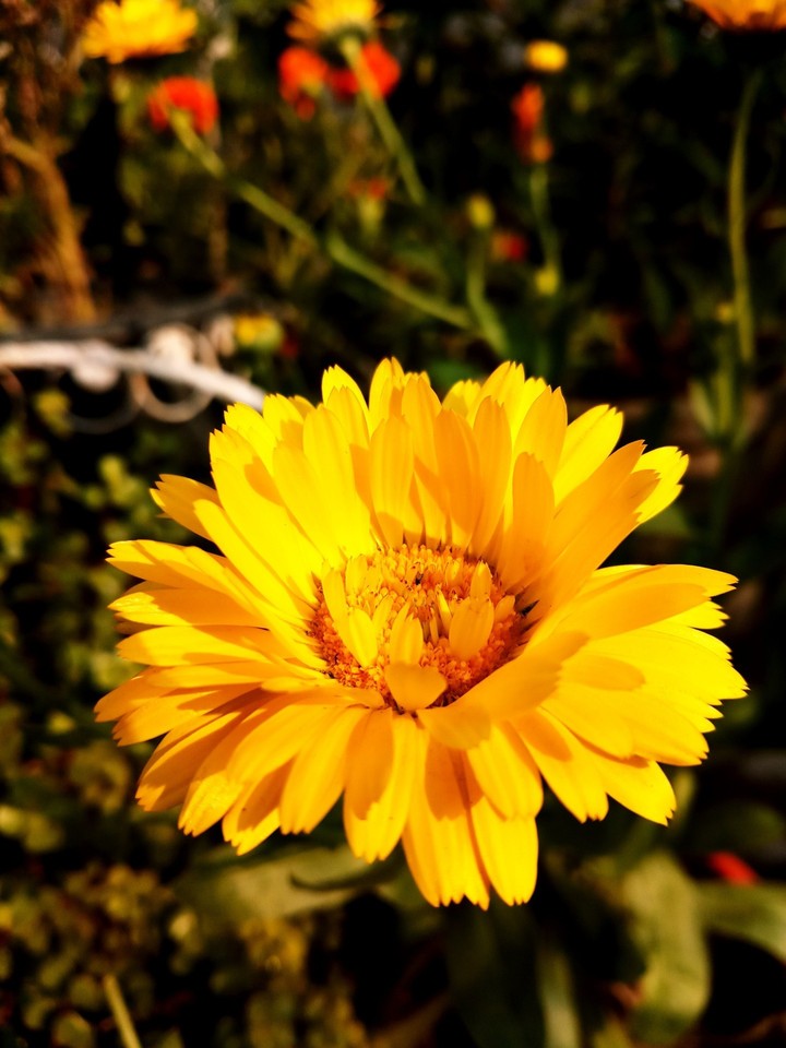marigold flower