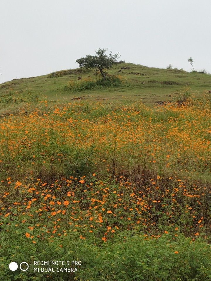 Nature in rainy season??