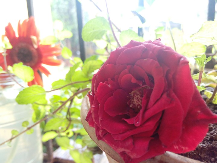 The Rose of Love