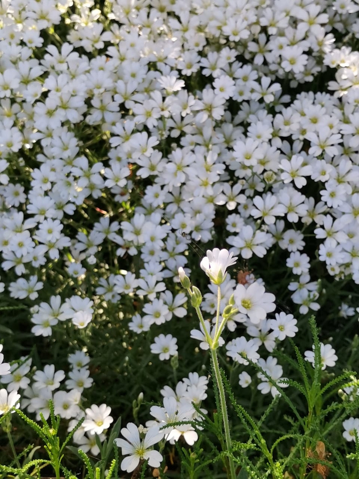 #flower