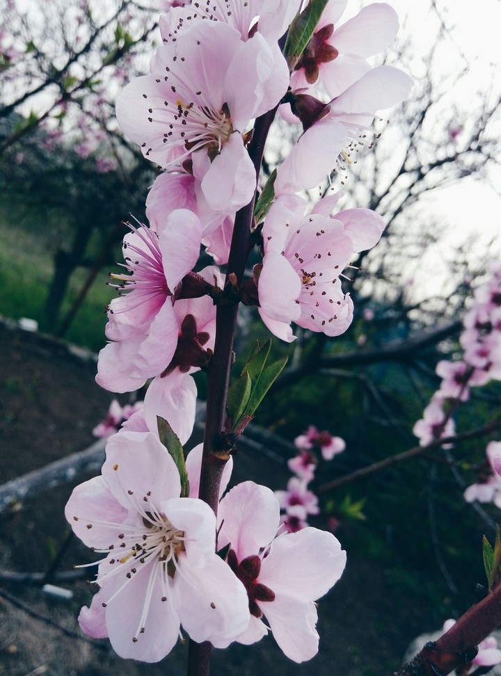 flower