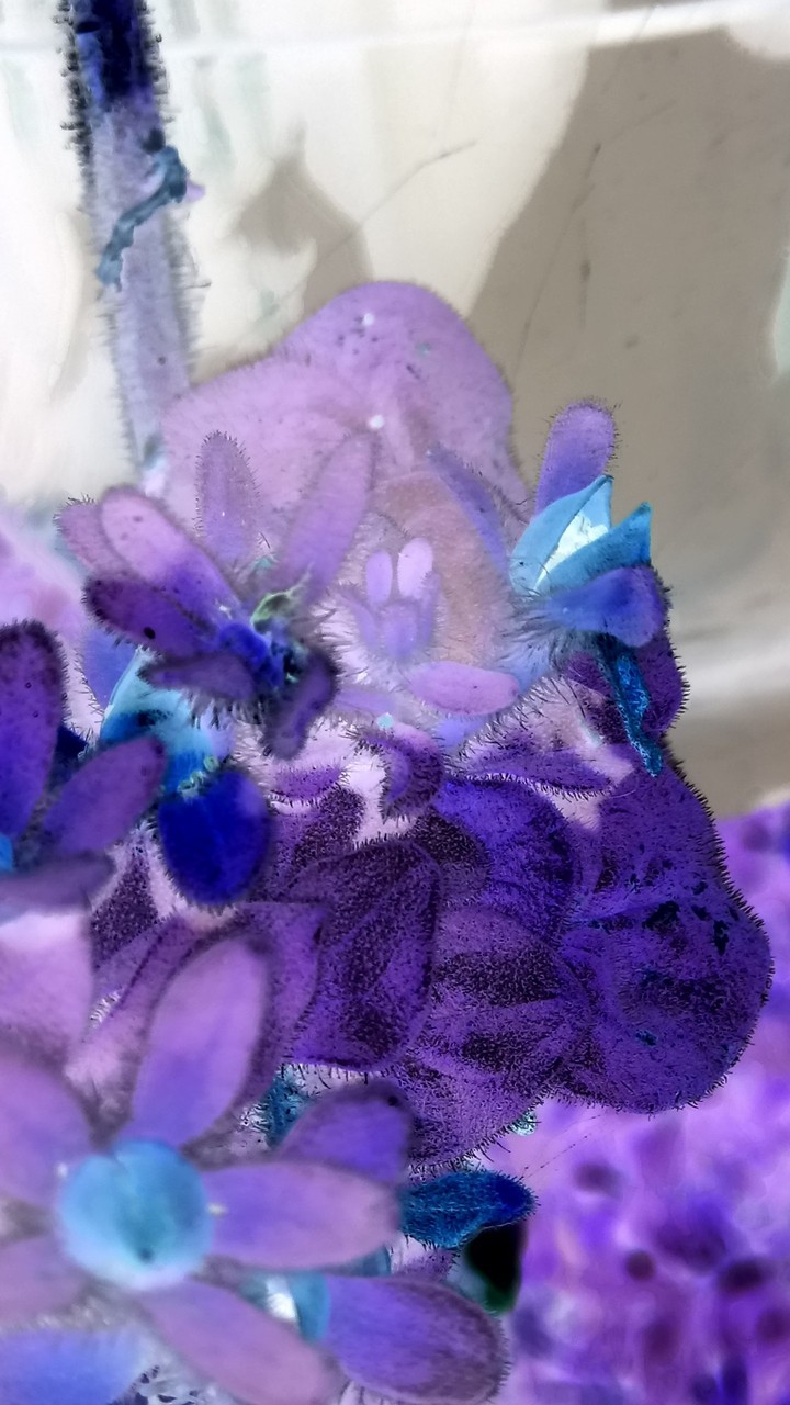 #lightflowers