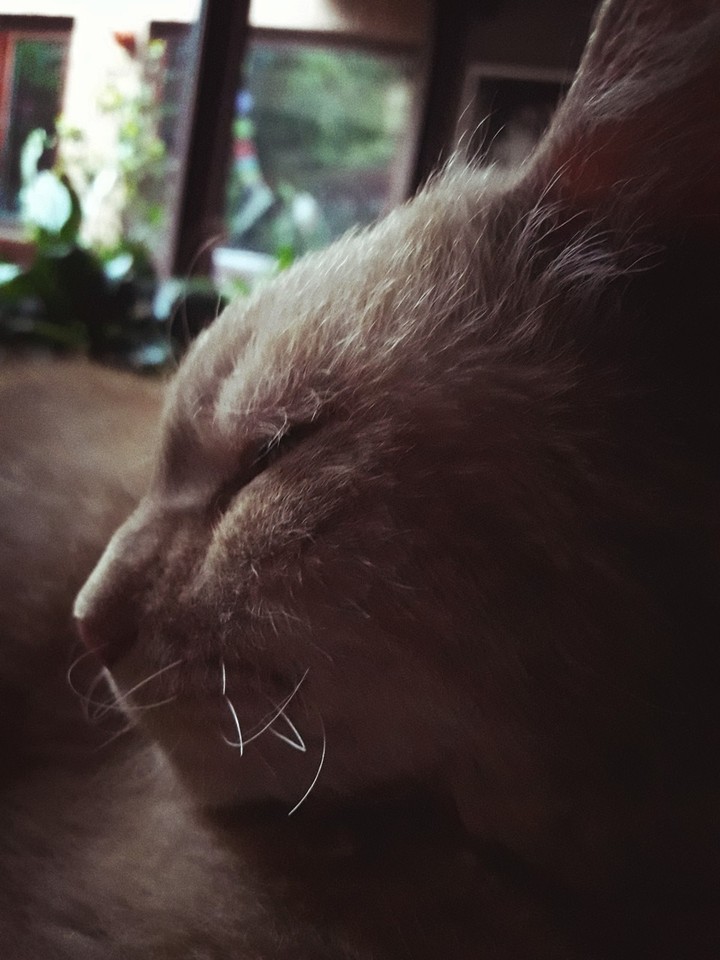 cat
