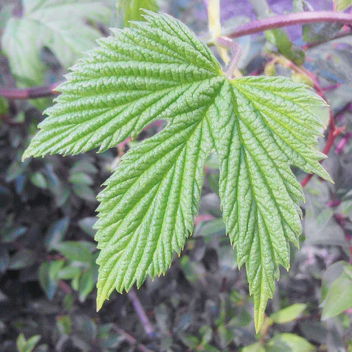 leaf
