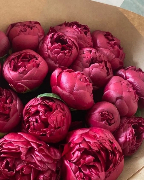hình nền flower, peony