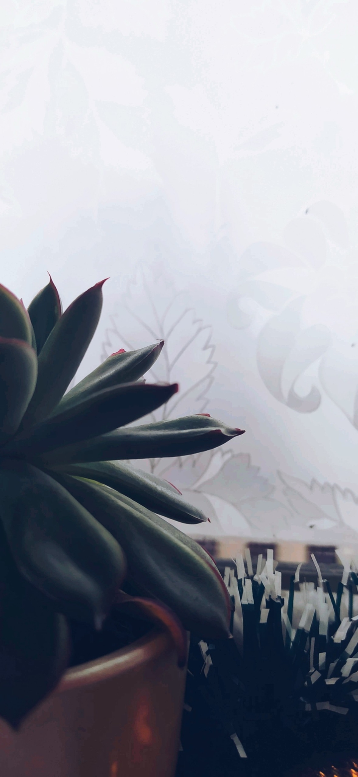 succulent