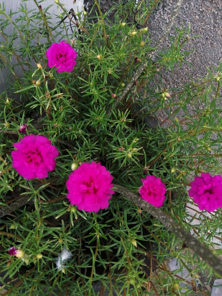 flowers