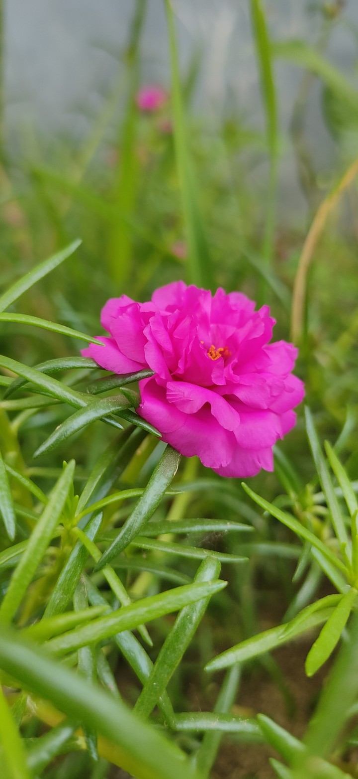 Morning Flower ?