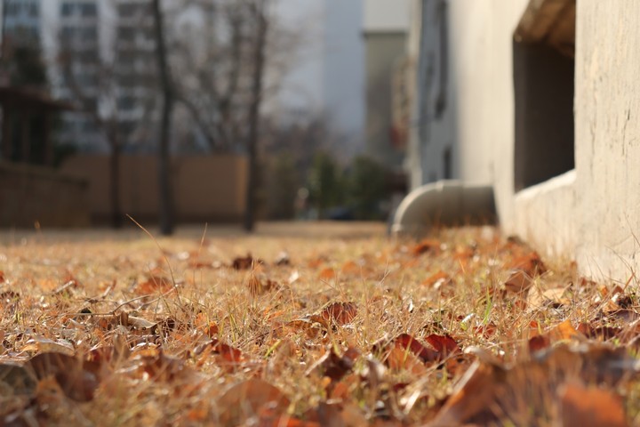 가을 잔디