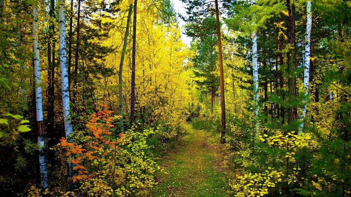 Лесной перелес