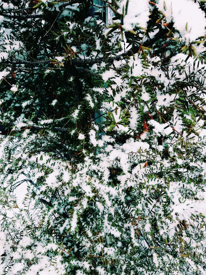 Snow tree