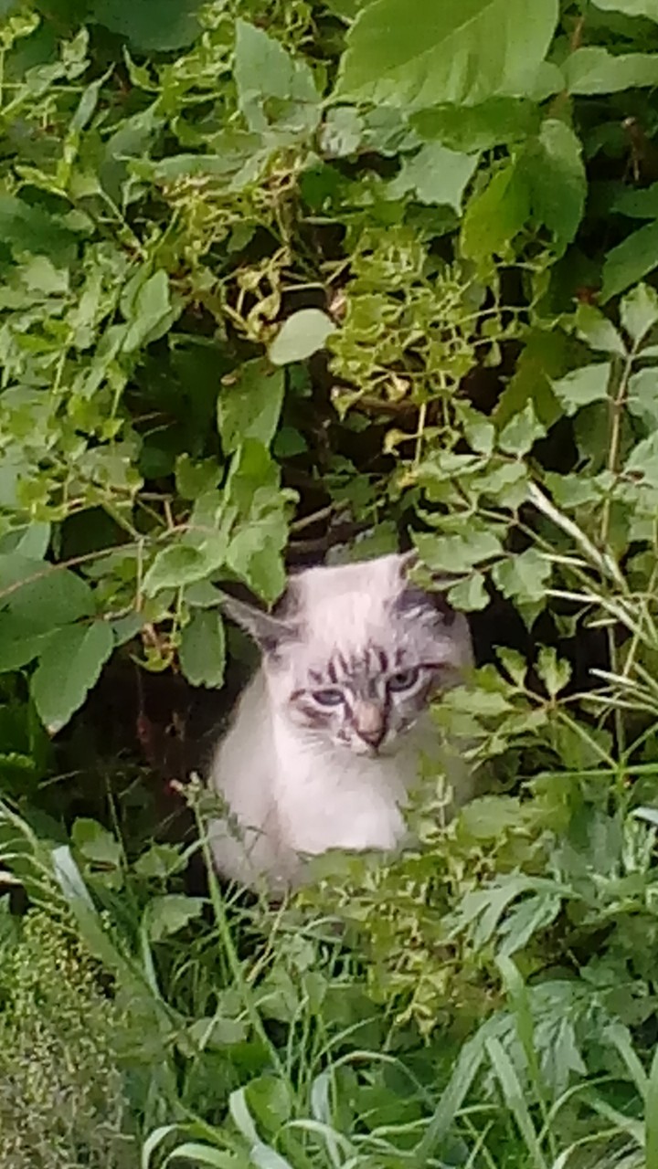 котёнок?