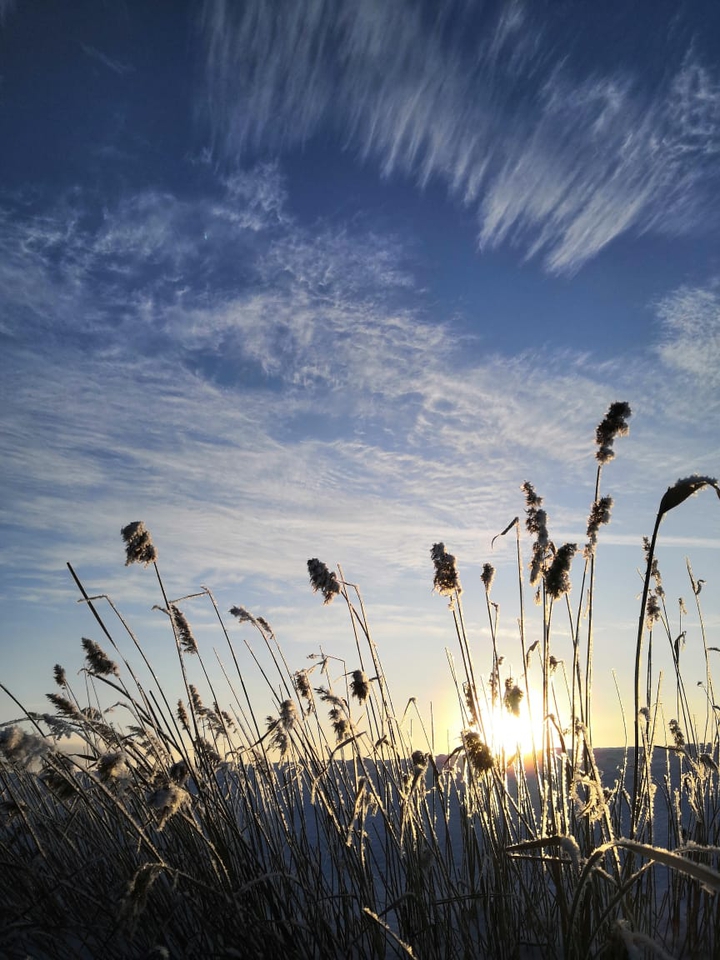 Чаны Новосибирская область #зима #камыш #родина
