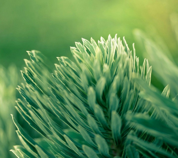 plant