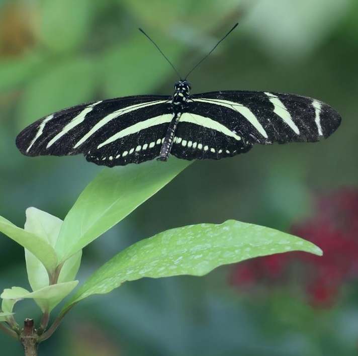 sfondi lepidoptera, wing