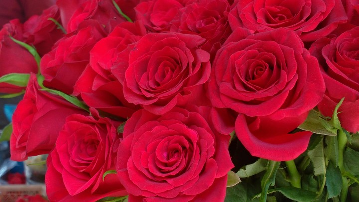 Simple and beautiful Rose