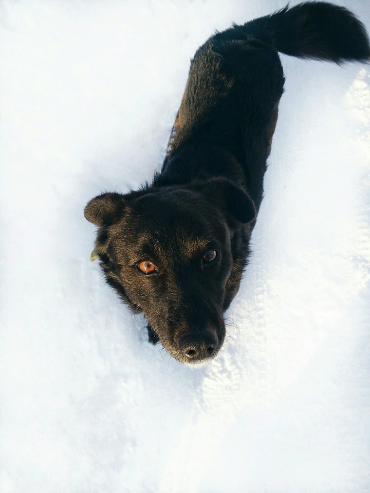My dog