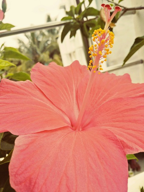 sfondi flower, malvales