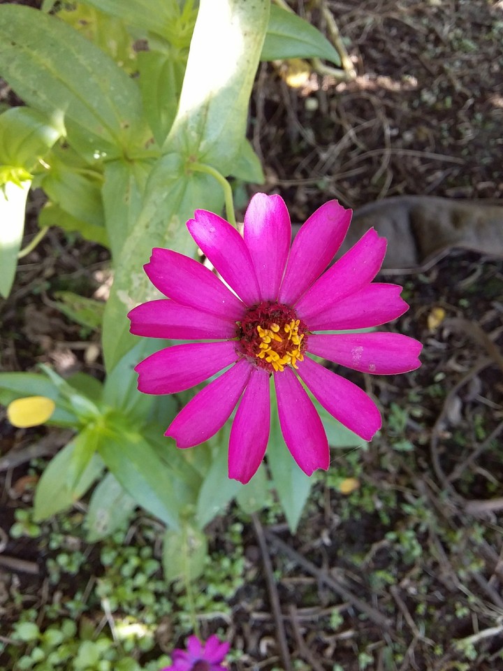 Flores