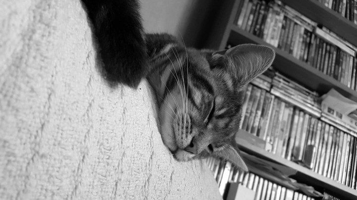 Toby