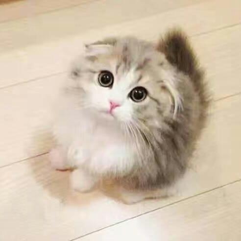 Kitten