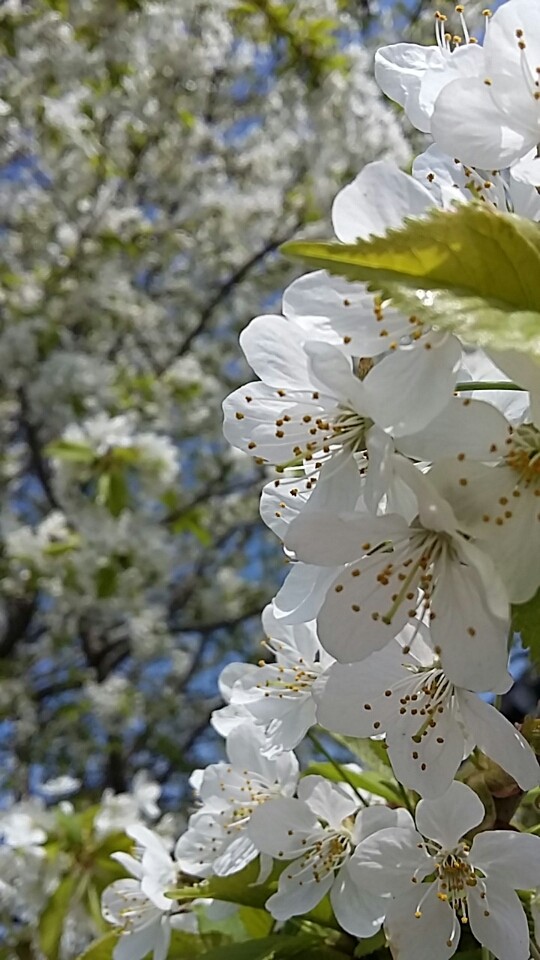 Spring