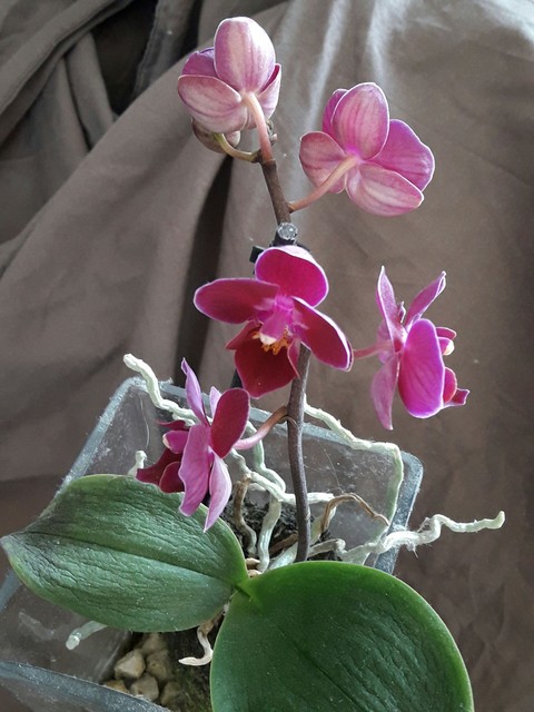 orchidée