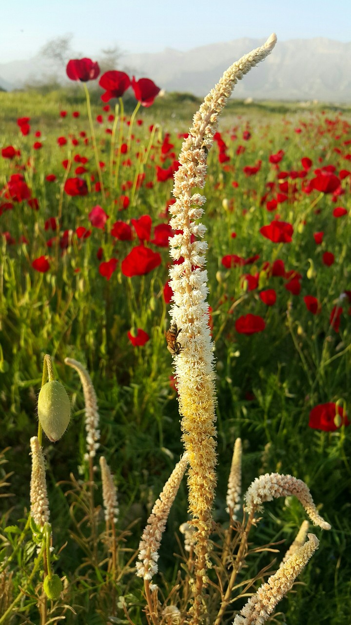 Beautiful Nature