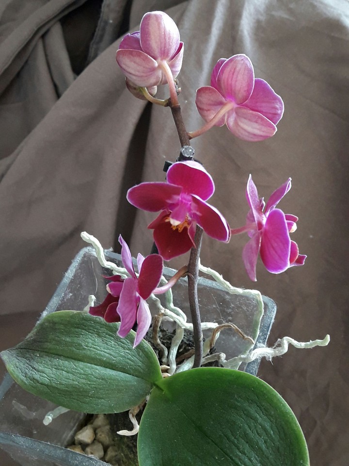 orchidée