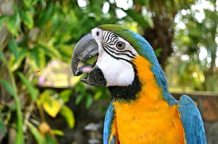 Arara Canindé