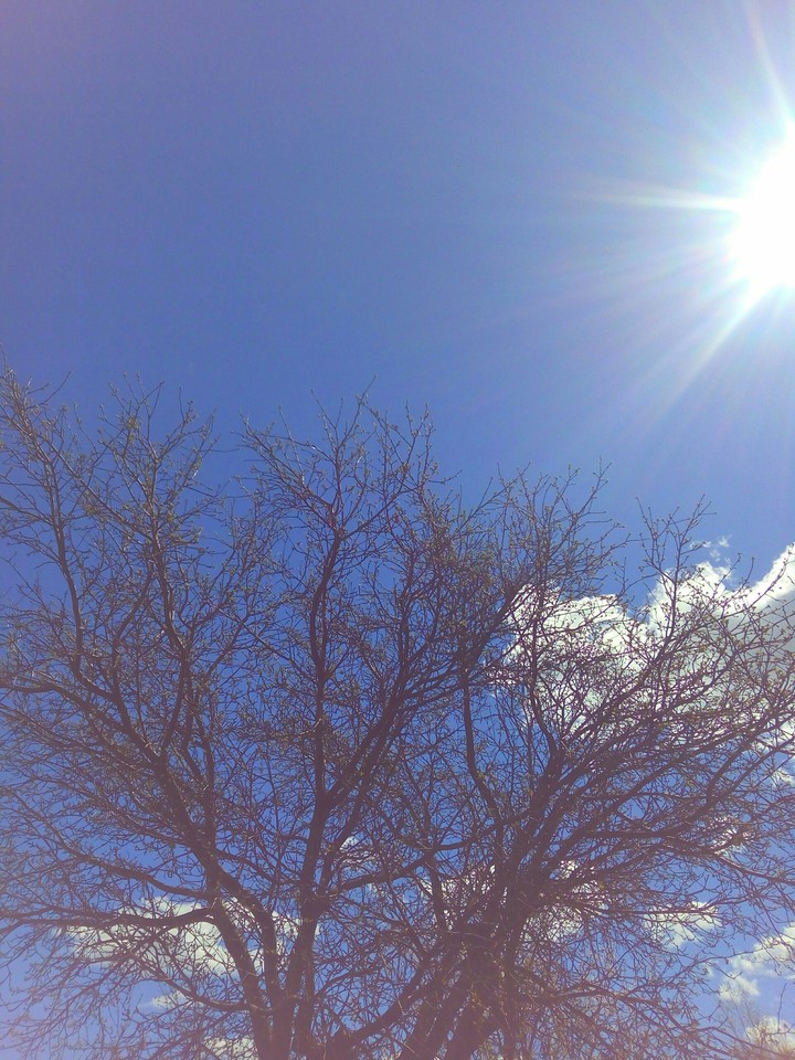 Apricot