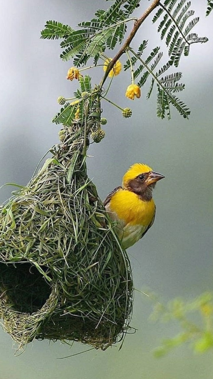 nest.... birds prepreing....