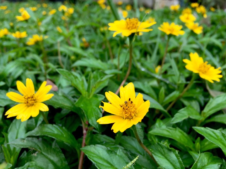 #wildflower