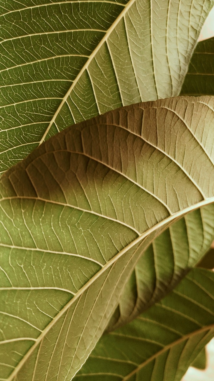 Guava leaf